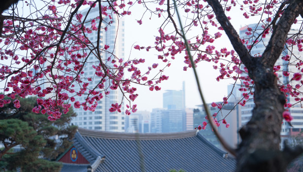 Symbolisme et cycle des saisons au Japon