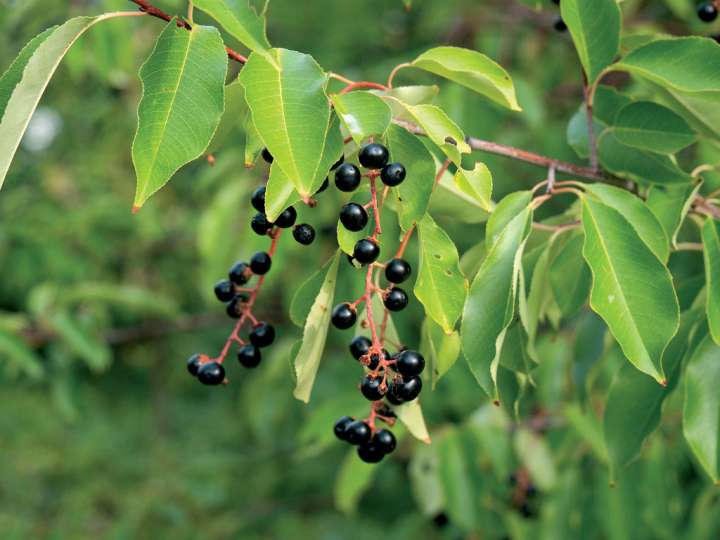 Le merisier à grappes