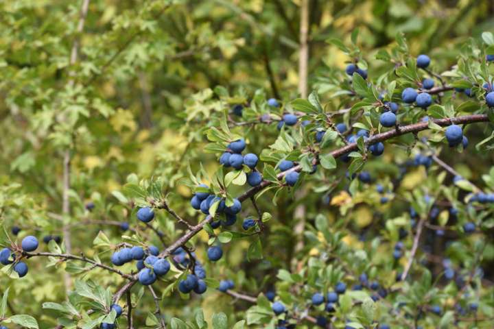 Prunus spinosa