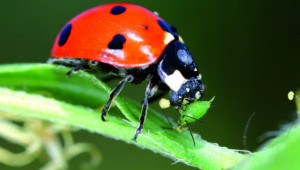 Coccinelles