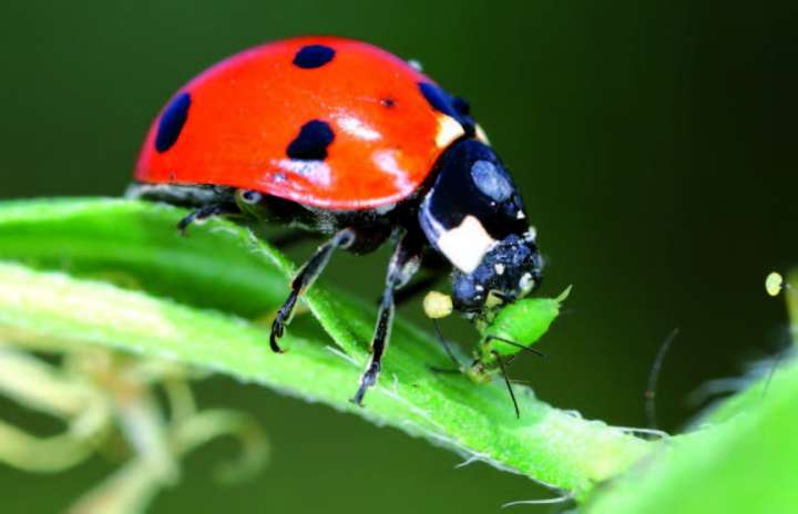 Coccinelles