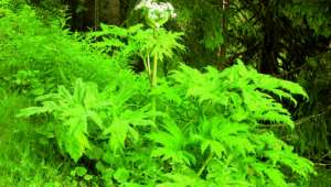 les plantes invasives