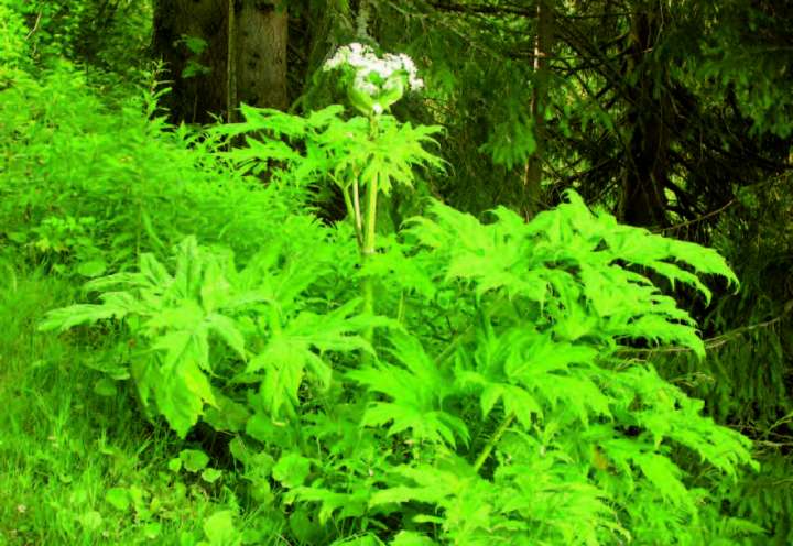 les plantes invasives