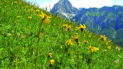 Récolte d'arnica