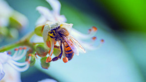 Abeille