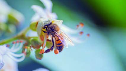 Abeille