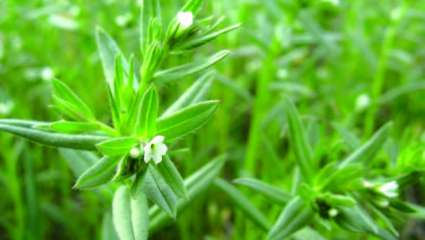 Stimuler les glandes endocrines avec les plantes