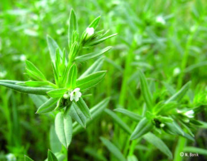 Stimuler les glandes endocrines avec les plantes