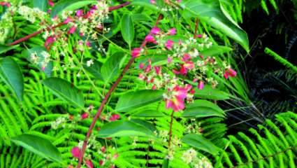 Tripterygium wilfordii