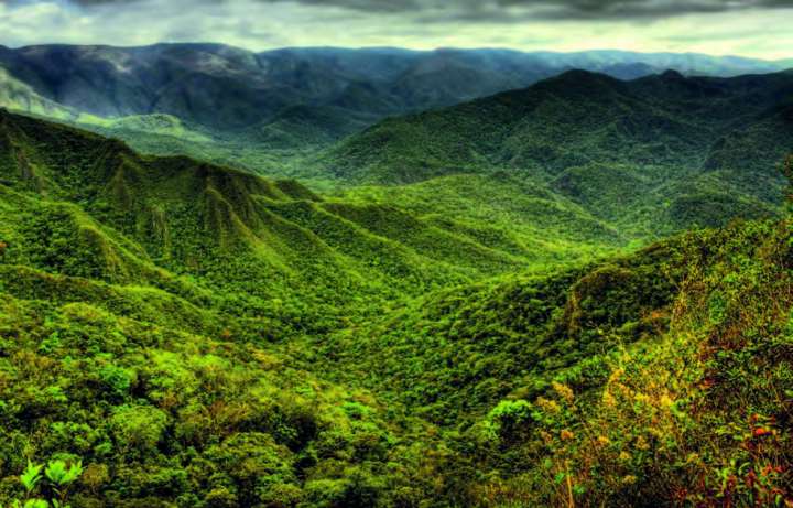 Forêt atlantique