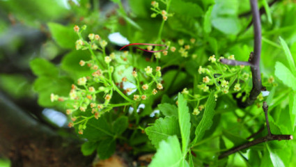 Linaloe (Bursera delpechiana)