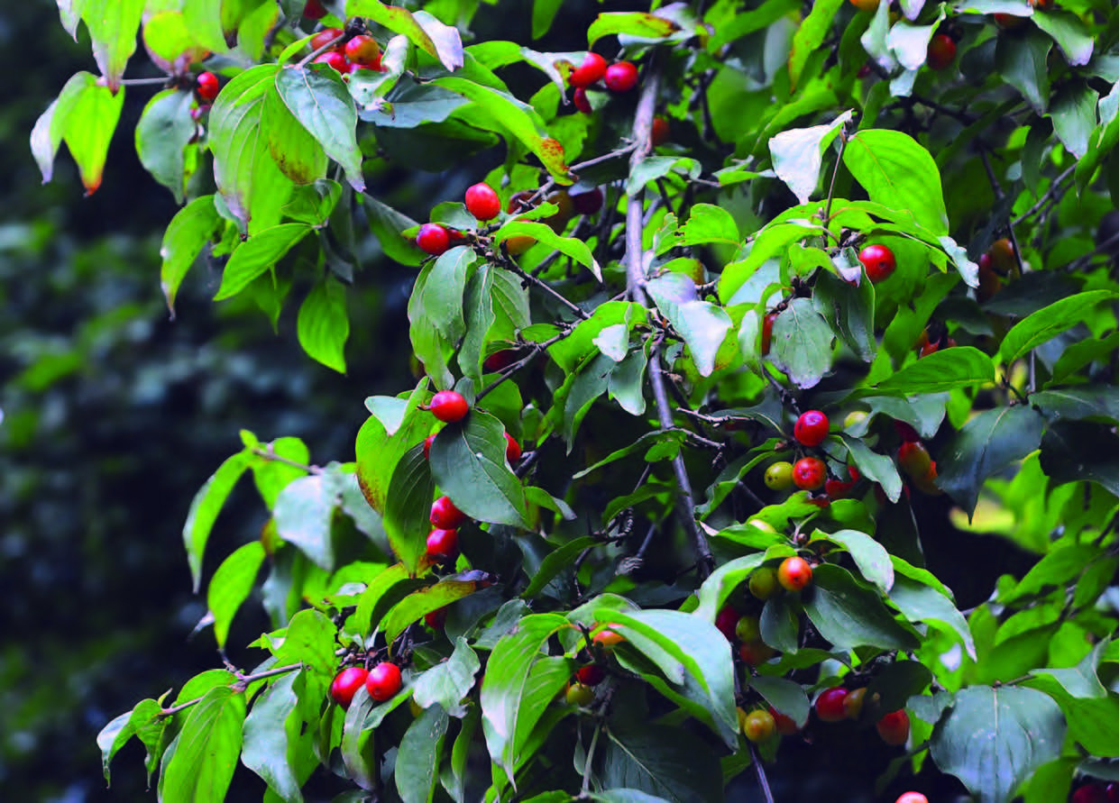 Le fruit du cornouiller Plantes et Santé
