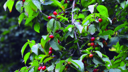 Cornouiller (cornus mas)