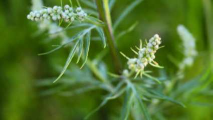 Plantes-infusions 