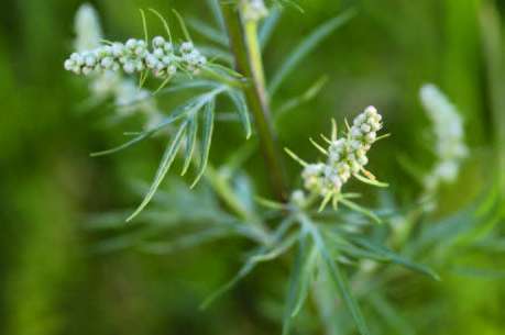 Plantes-infusions 