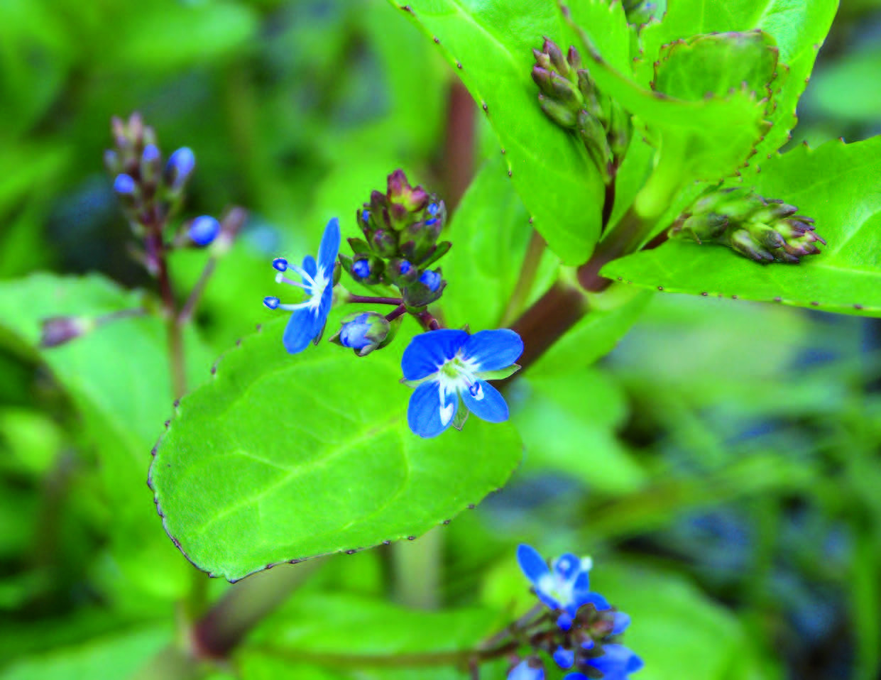 Choisir Sa Veronique Plantes Et Sante Choisir Sa Veronique Plantes Et Sante