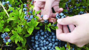  fruits secs et santé 