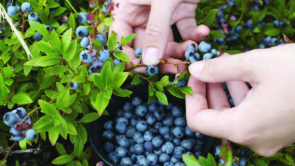  fruits secs et santé 