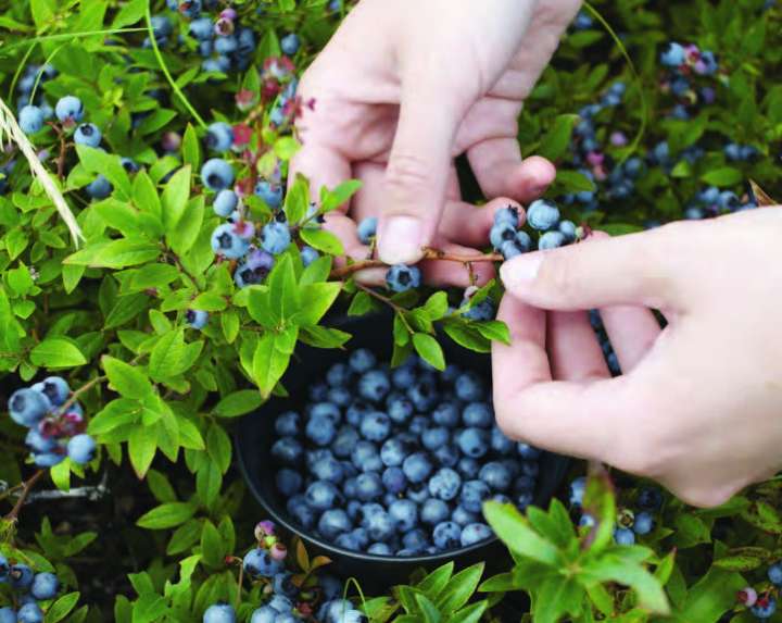  fruits secs et santé 