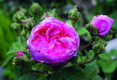Rose Chapeau de Napoléon (Rosa centifolia var.cristata)