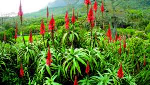 Aloès arborescent (Aloe arborescens)