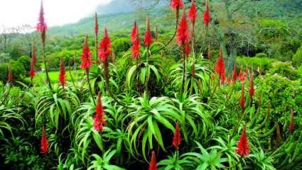 Aloès arborescent (Aloe arborescens)