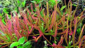 la Drosera magnifica