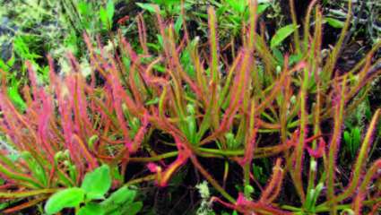 la Drosera magnifica