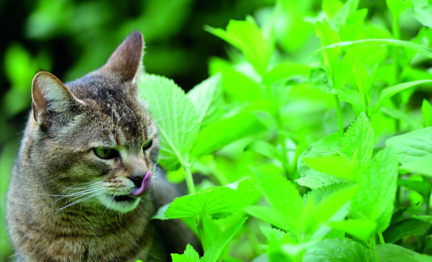 La Phytotherapie Aux Bons Soins Des Animaux Plantes Et Sante
