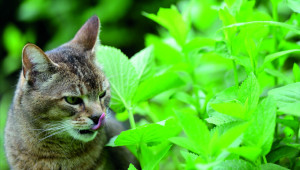 Graines d'Herbe à chat orge commune (Hordeum vulgare) - Zamnesia