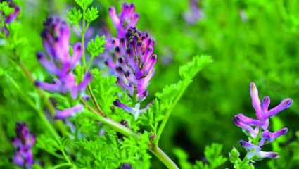 Fumeterre (Fumaria officinalis)