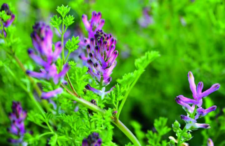 Fumeterre (Fumaria officinalis)