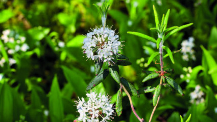 Lédon du Groenland (Ledum groenlandicum)