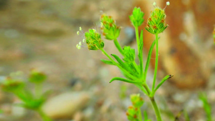 Psyllium brun (Plantago afra)