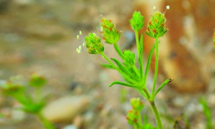 Psyllium brun (Plantago afra)