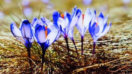 Safran (Crocus sativus)