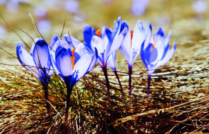 Safran (Crocus sativus)