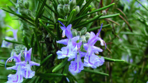 Romarin (Rosmarinus officinalis)