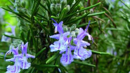 Romarin (Rosmarinus officinalis)