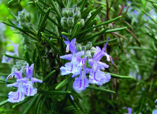 Romarin (Rosmarinus officinalis)