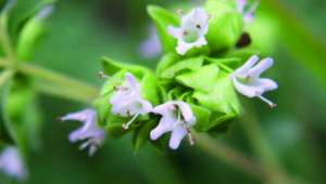 Marjolaine à coquille ou origan des jardins (Origanum majorana)