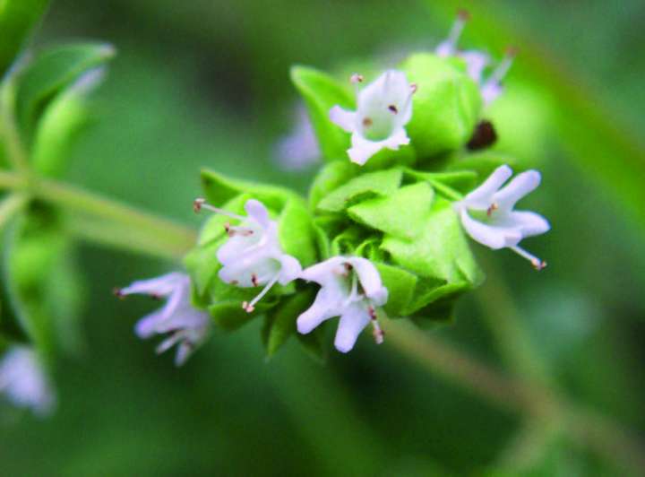 Marjolaine à coquille ou origan des jardins (Origanum majorana)