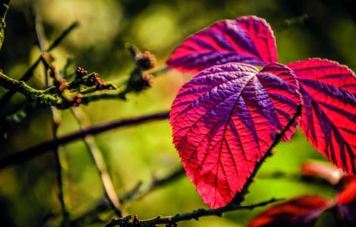 Apprivoiser l'eczéma avec les plantes