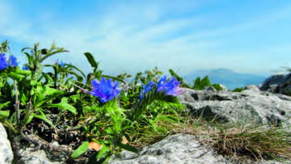 Montagne de Lure 