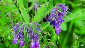 Grande consoude (Symphytum officinale)