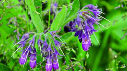 Grande consoude (Symphytum officinale)