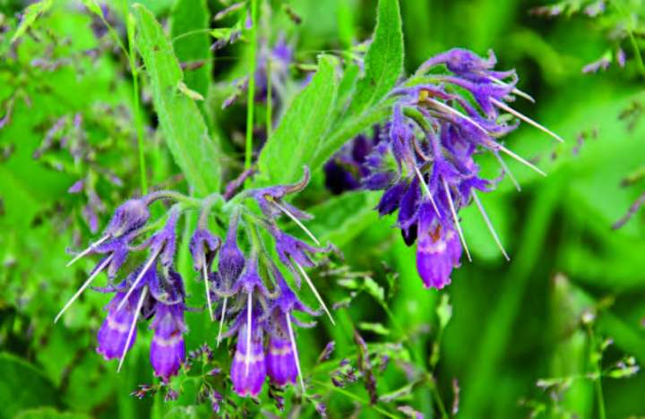 Grande consoude (Symphytum officinale)