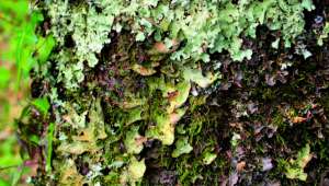  lichens