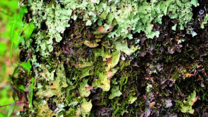  lichens