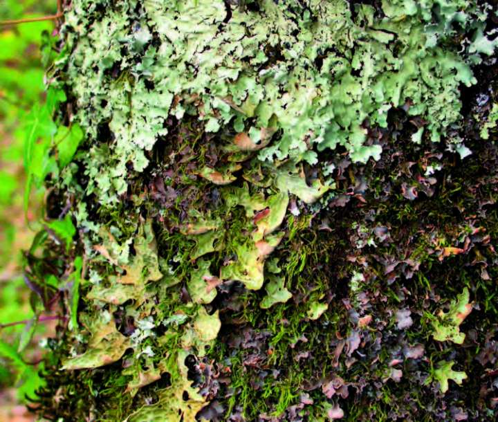  lichens